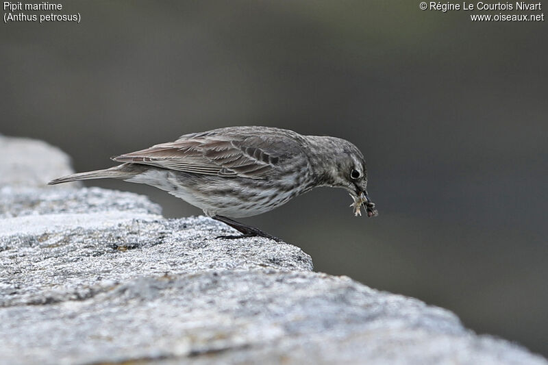 European Rock Pipit