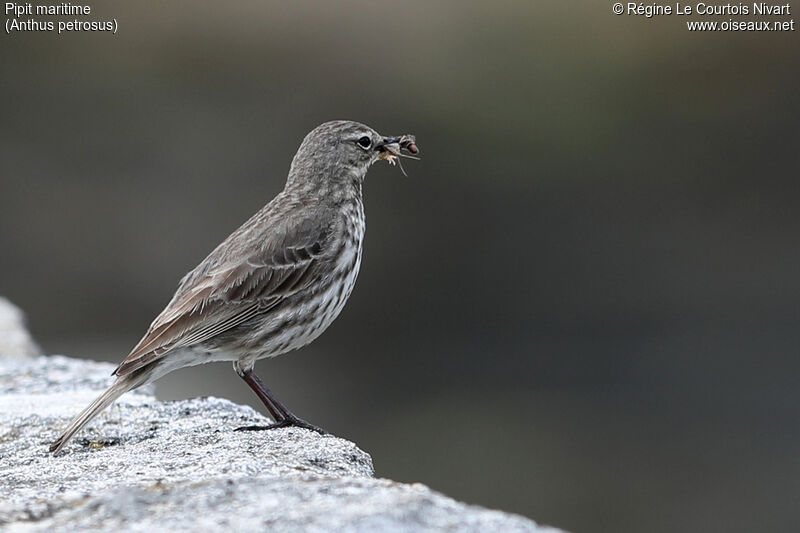 European Rock Pipit