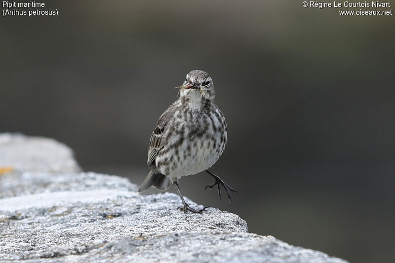 European Rock Pipit