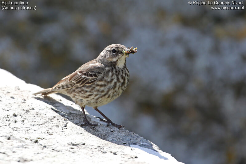 European Rock Pipit