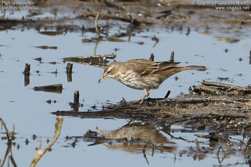 Water Pipit