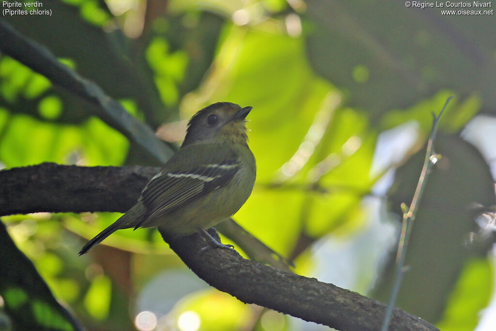 Piprite verdin