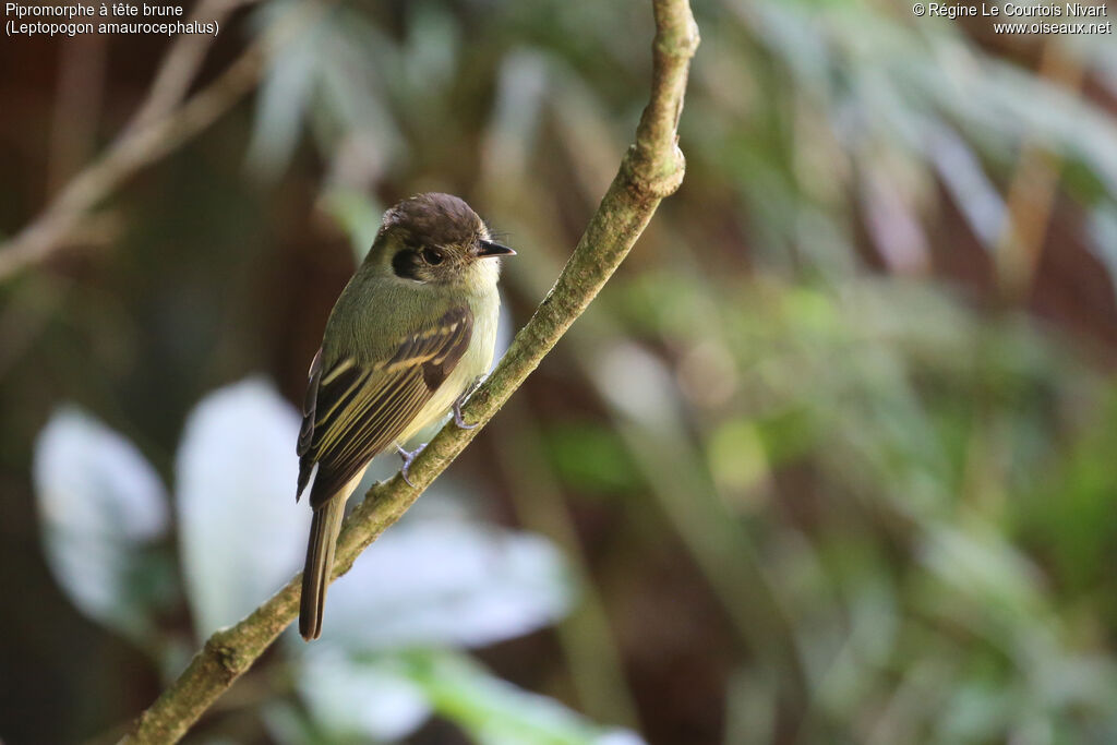 Pipromorphe à tête brune