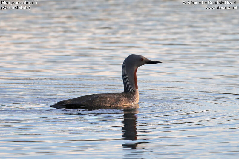 Red-throated Loon