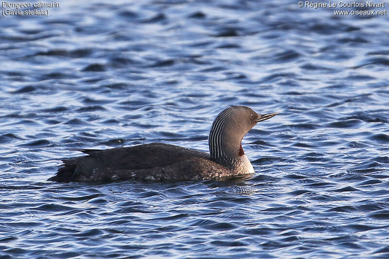 Red-throated Loon