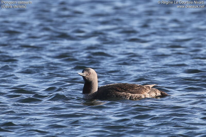 Red-throated Loon