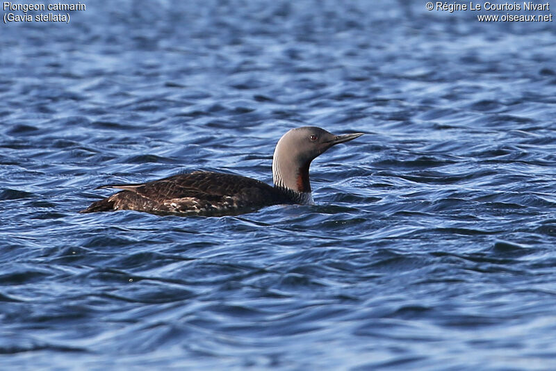 Red-throated Loon