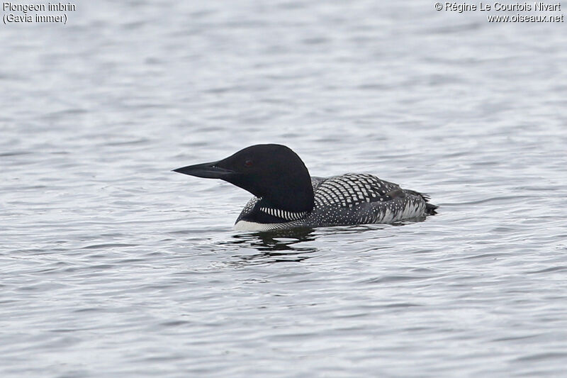 Common Loon