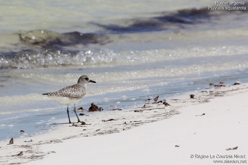 Grey Plover