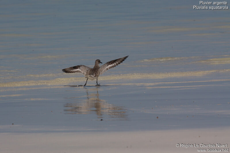 Grey Plover