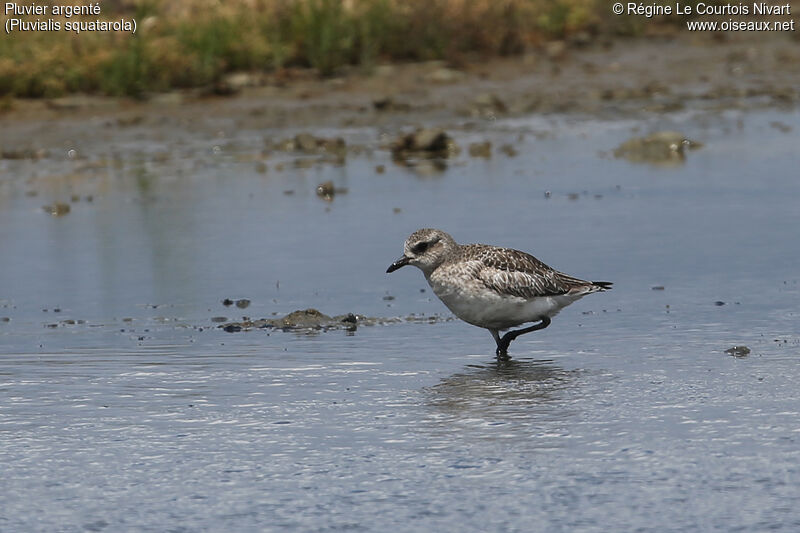 Grey Plover