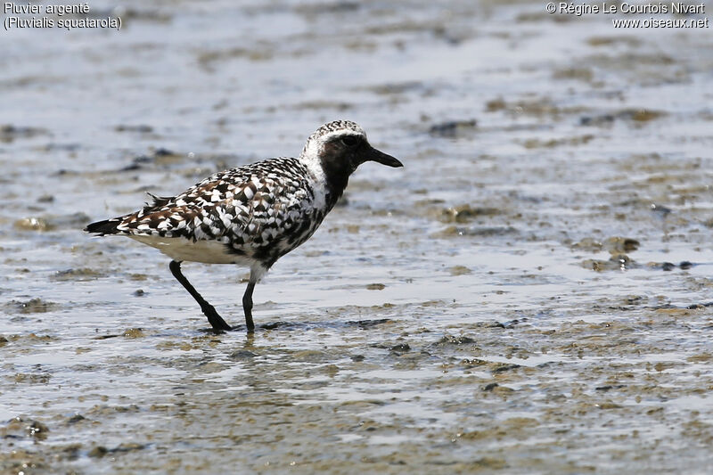 Grey Plover