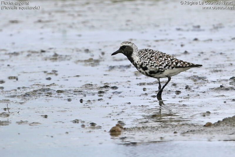 Grey Plover