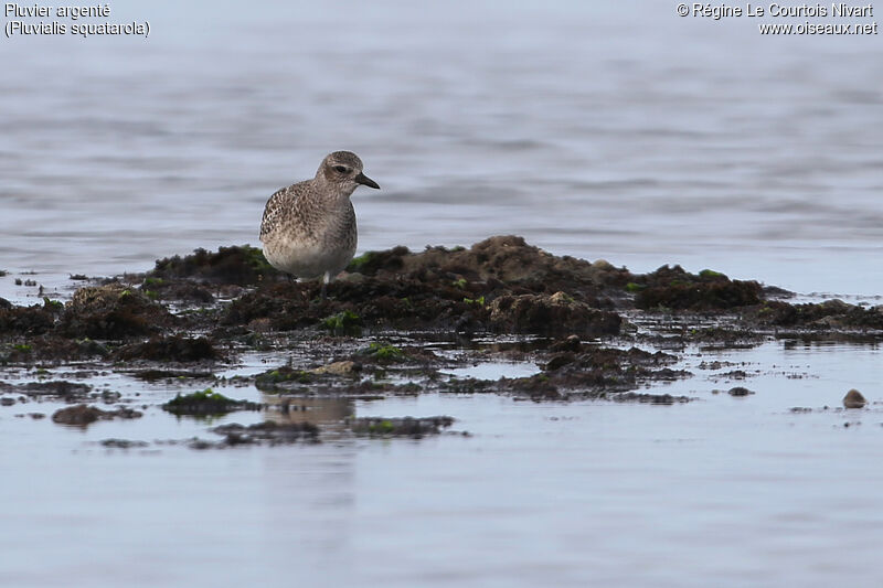 Grey Plover