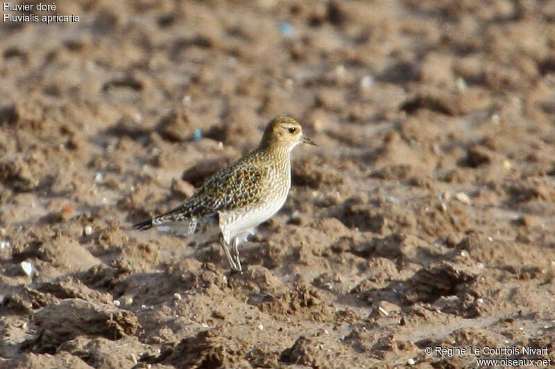 European Golden Plover