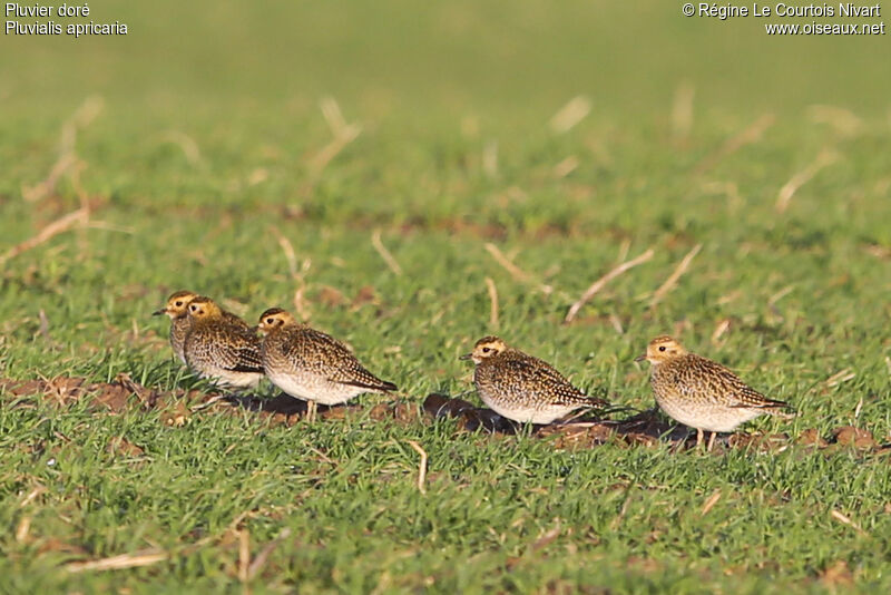 European Golden Plover