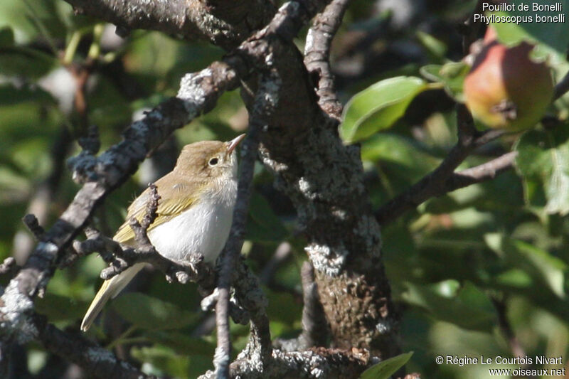 Western Bonelli's Warbler