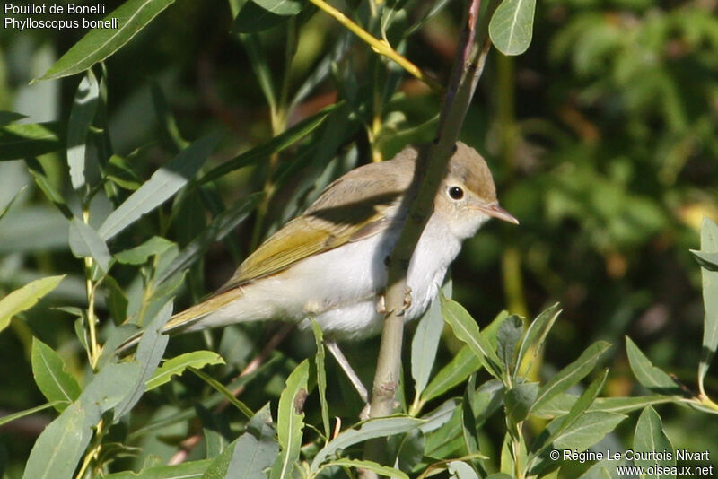 Western Bonelli's Warbler