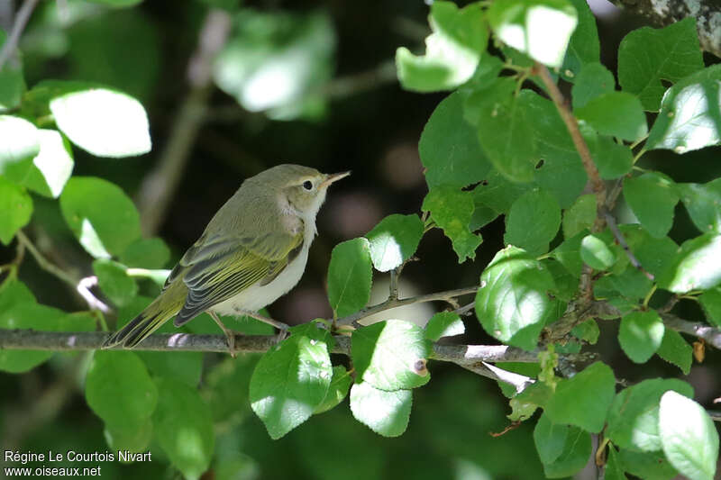 Western Bonelli's Warbler, habitat