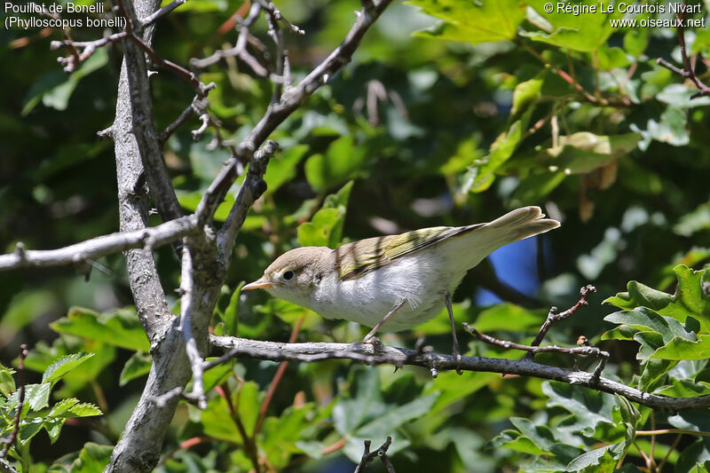 Western Bonelli's Warbler