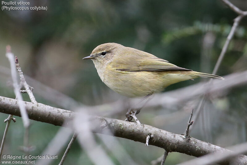 Common Chiffchaff