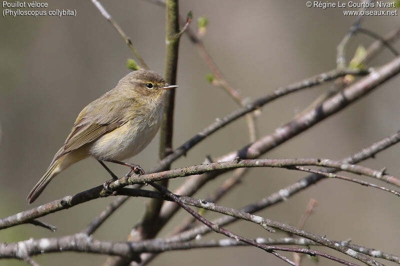 Common Chiffchaff