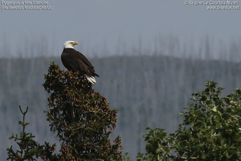 Bald Eagle