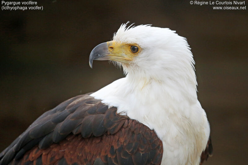 African Fish Eagle