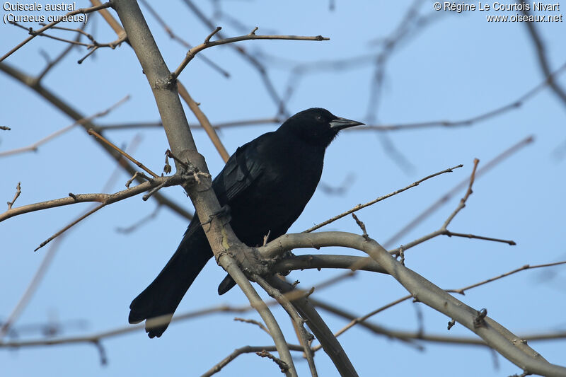 Austral Blackbird