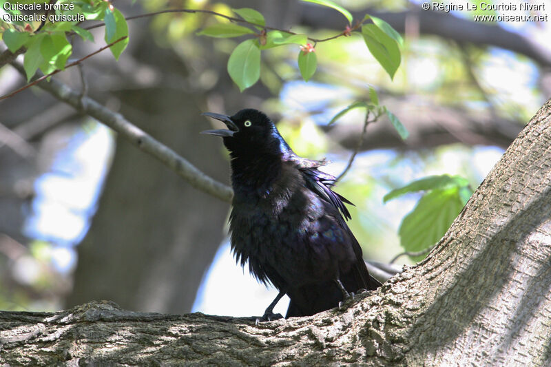 Common Grackle