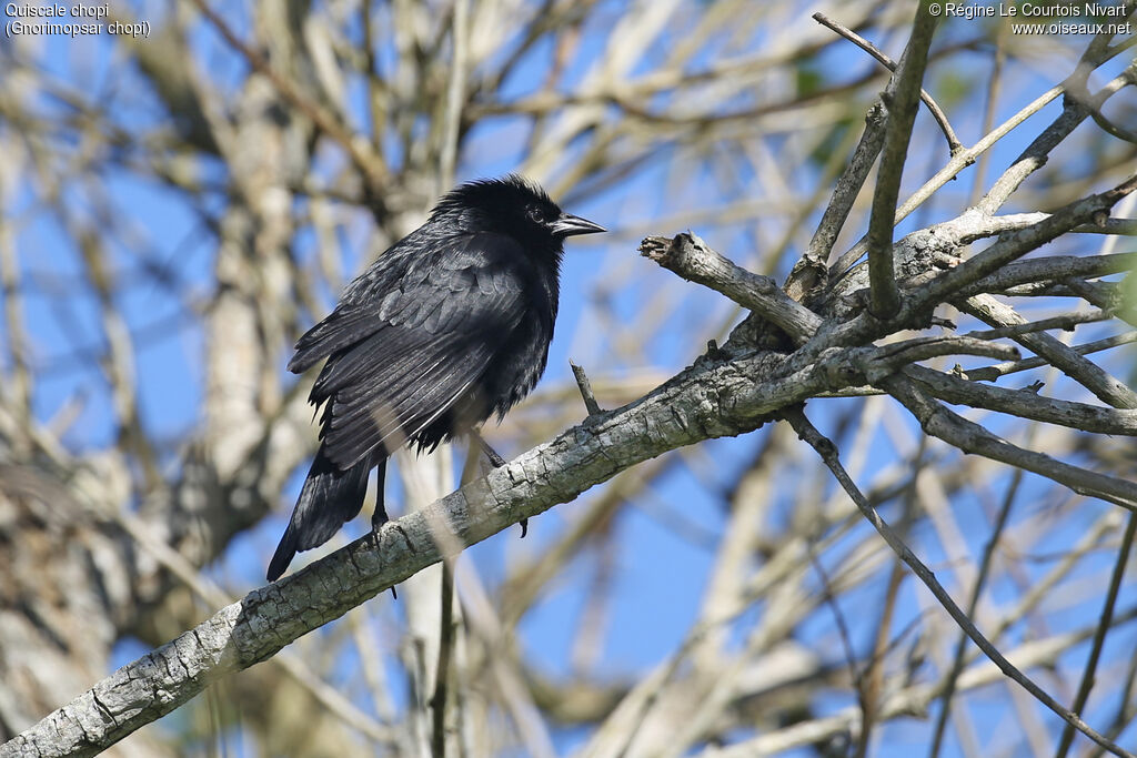 Quiscale chopi - Carouge chopi<br />