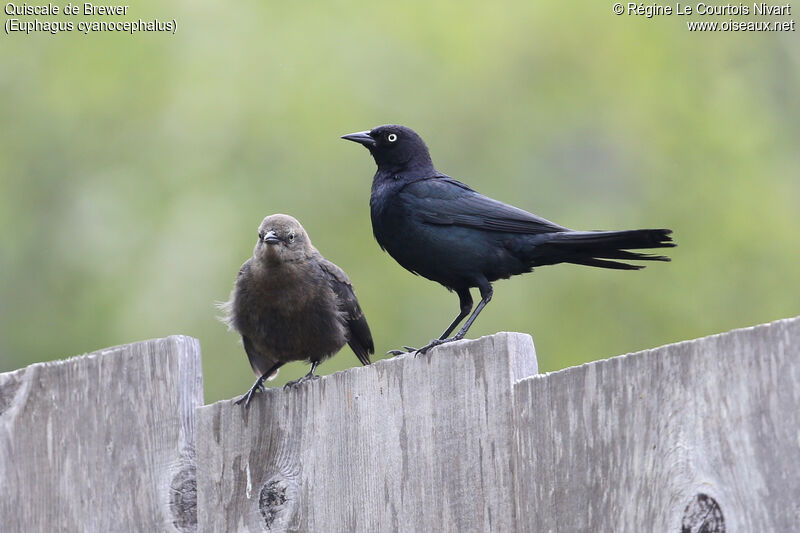 Brewer's Blackbird