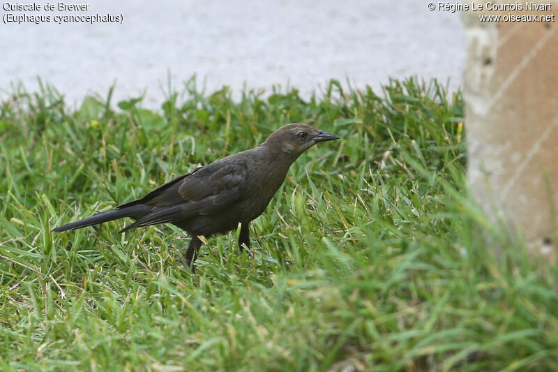 Brewer's Blackbird female