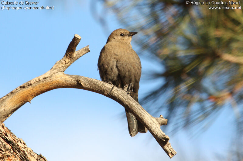 Brewer's Blackbird