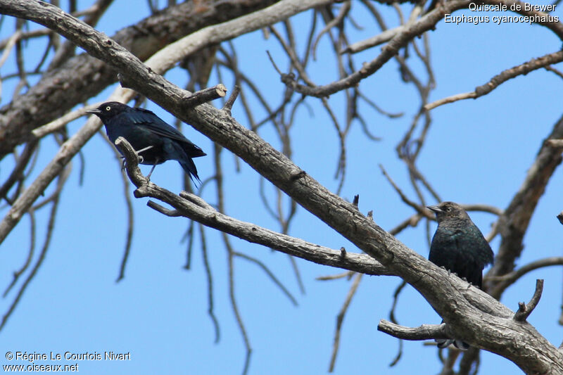 Brewer's Blackbird