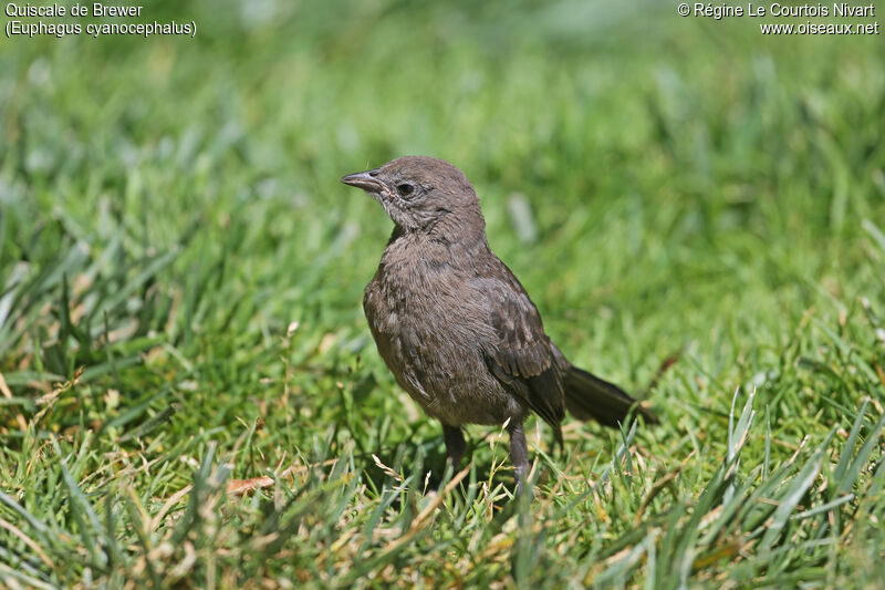 Brewer's Blackbirdjuvenile