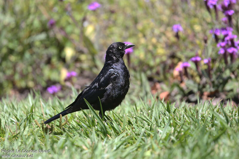 Brewer's Blackbird male adult