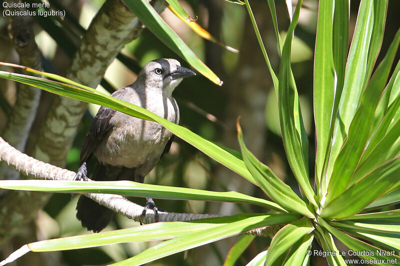 Carib Grackle female adult