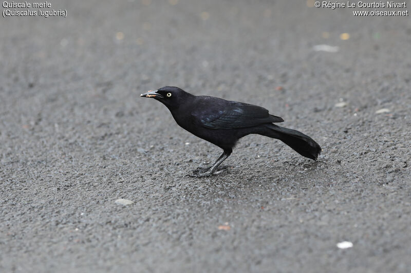 Carib Grackle male adult