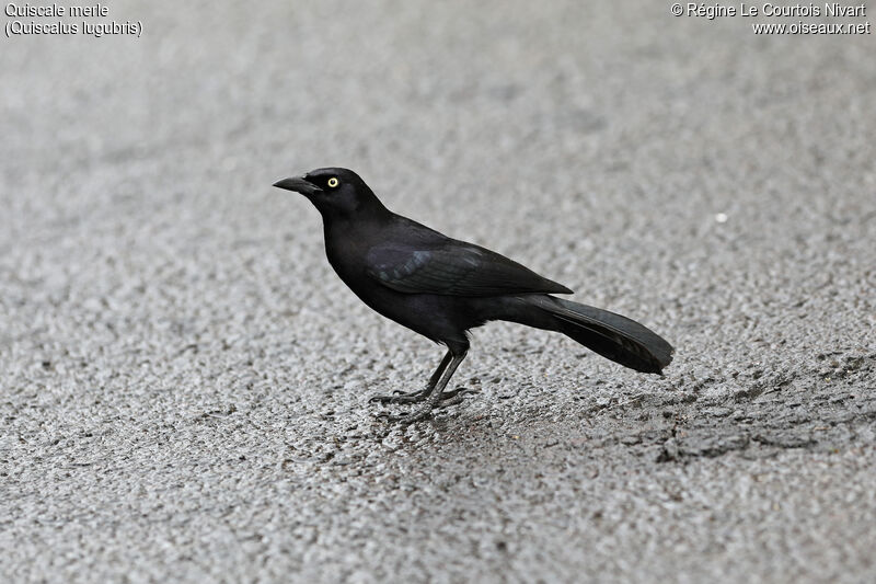 Carib Grackle