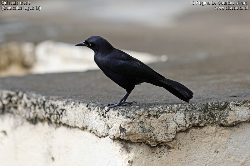 Carib Grackle male adult