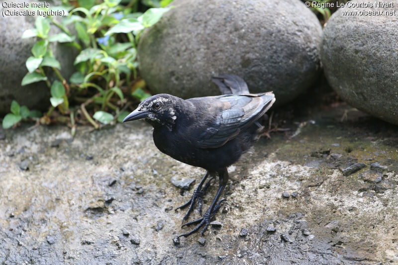 Carib Grackle male immature