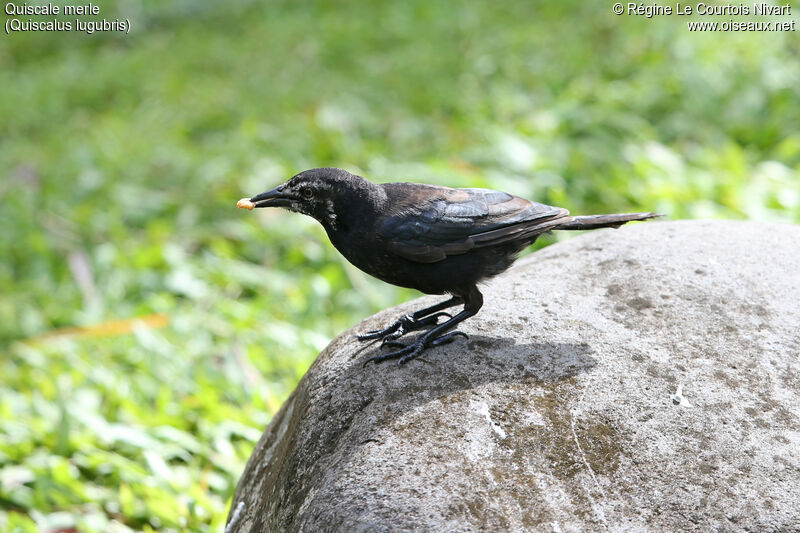 Carib Grackle male immature