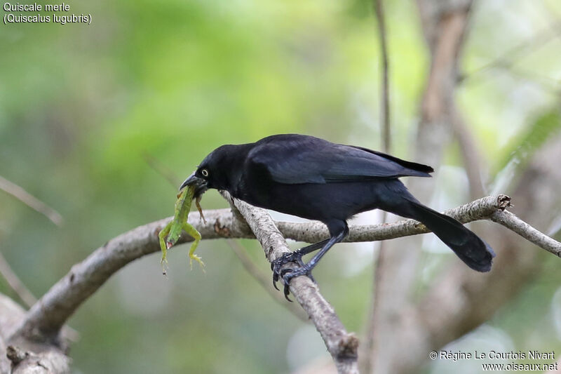 Carib Grackle male adult, feeding habits