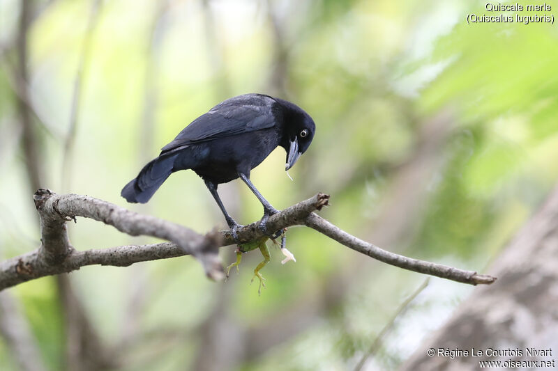 Carib Grackle male adult, feeding habits