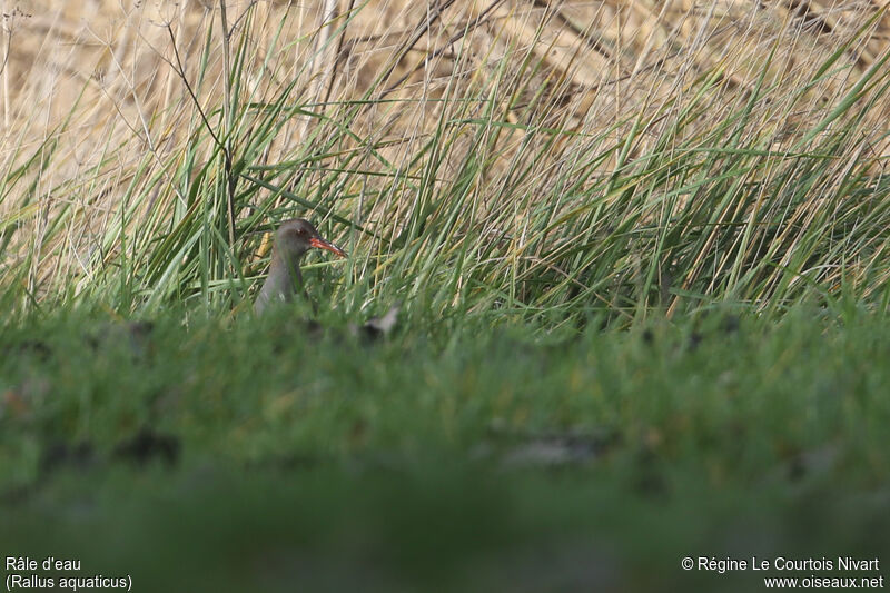 Water Rail