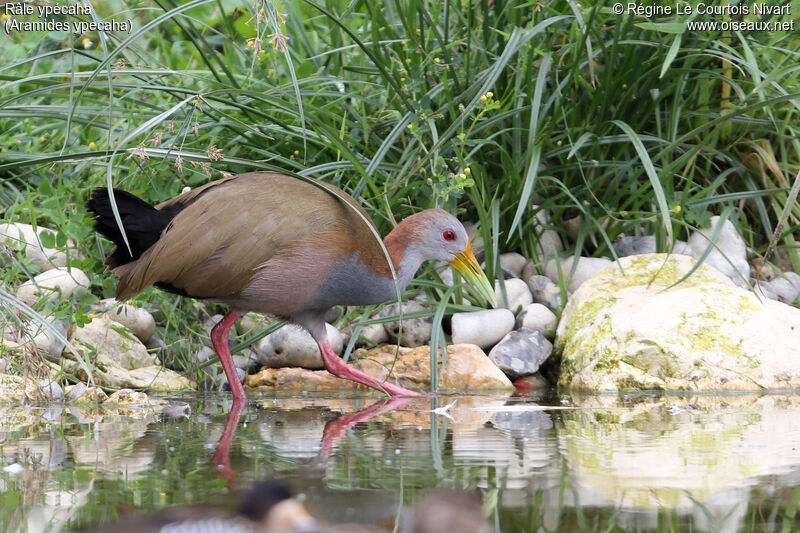 Giant Wood Rail