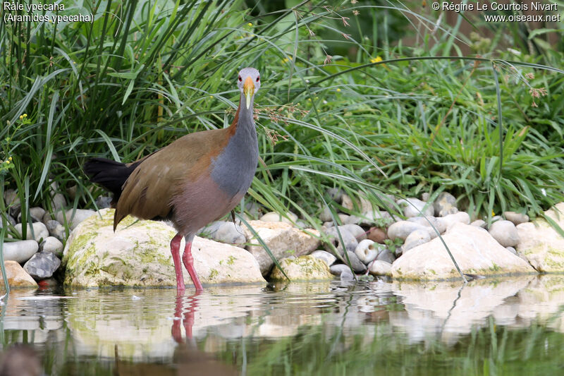 Giant Wood Rail