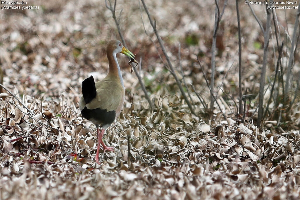 Râle ypécaha, régime, pêche/chasse