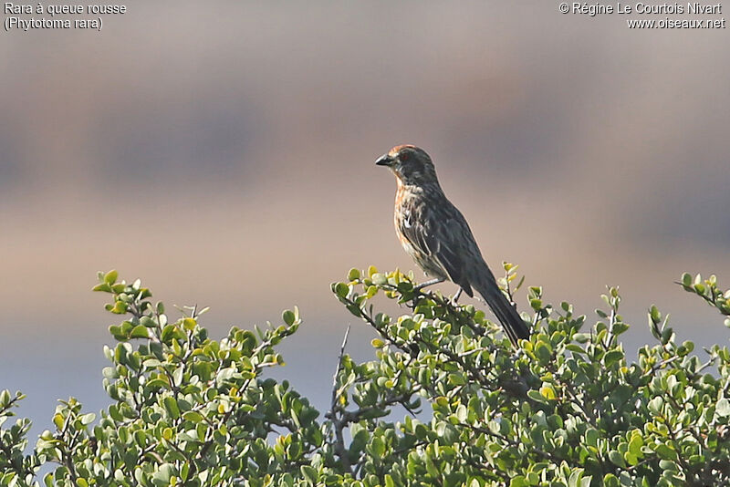 Rufous-tailed Plantcutter